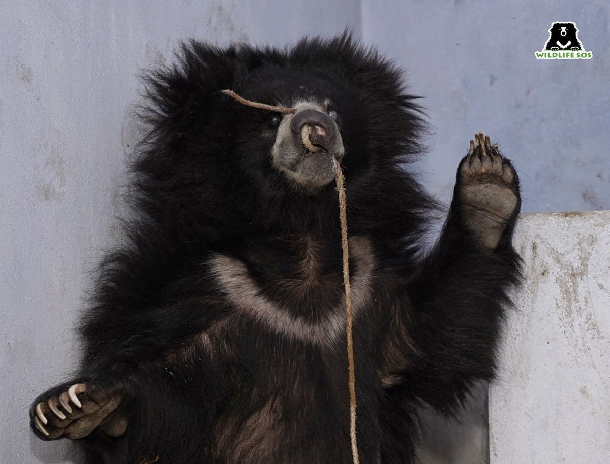 Wildlife SOS tweet media