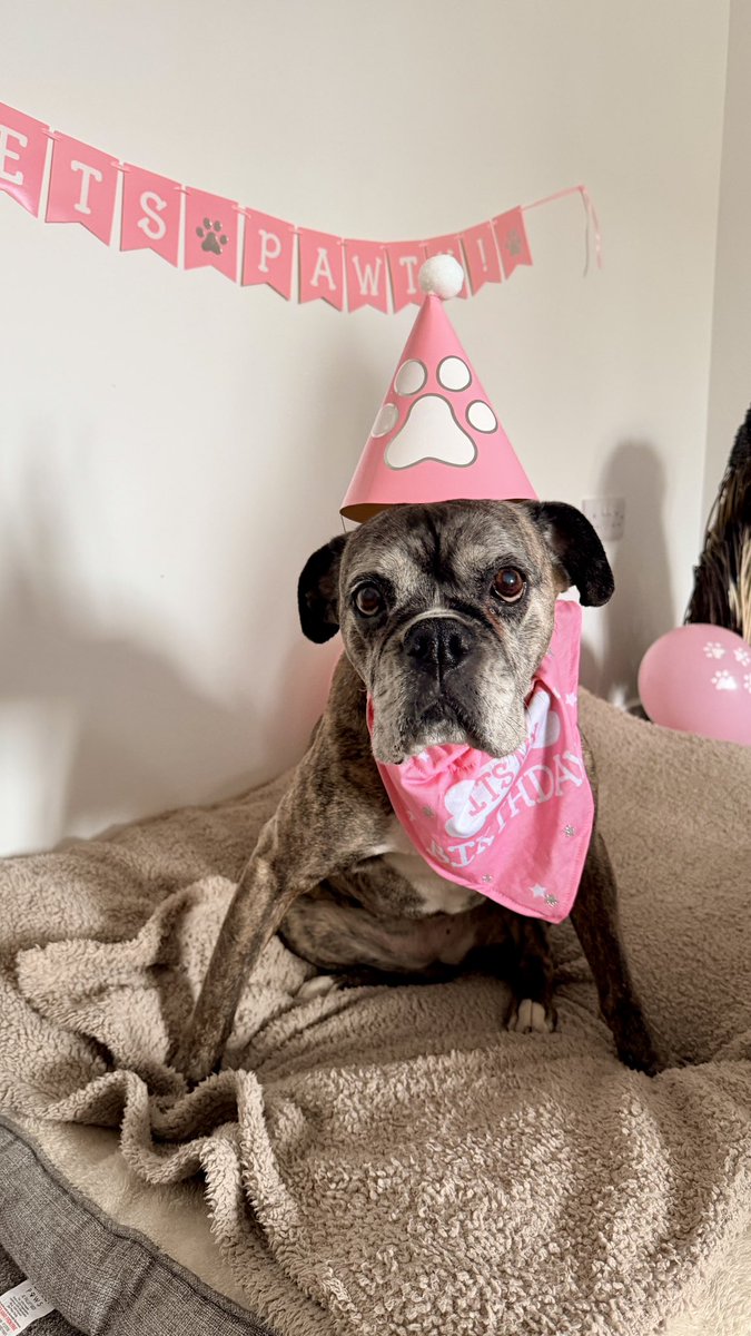 She made it to 13 🥳🥳

.
.
.
 #boxer #boxers #dog #dogs #boxerdog #boxersofinstagram #boxerlove #boxerdaily #boxerdogs #work #dogatwork #boxerdogs #boxerpuppy #boxerpuppies #mansbestfriend