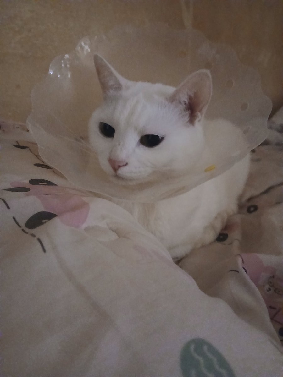 쿠키 앤 크림 맛 아이스크림 tweet media