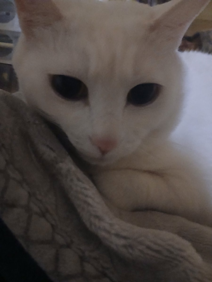 쿠키 앤 크림 맛 아이스크림 tweet media