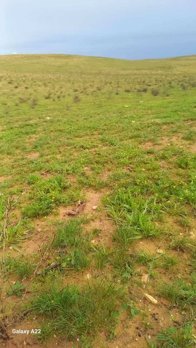 QalaatAlMudiq's tweet image. #Syria: Bishri desert (W. #DeirEzzor) has rarely been so green.

Comparison with same period last year 👇