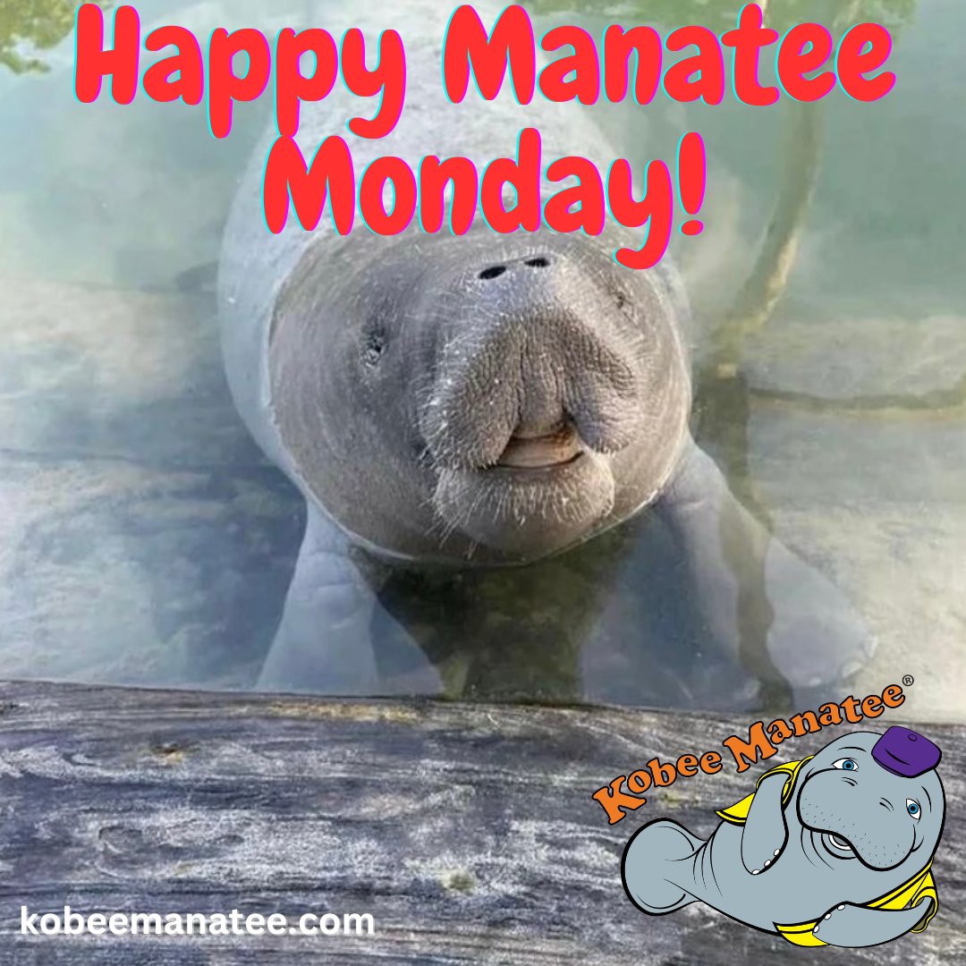 Kobee Manatee® tweet media