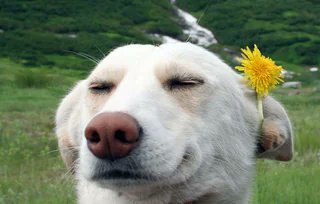 khatarnakpitbull tweet media