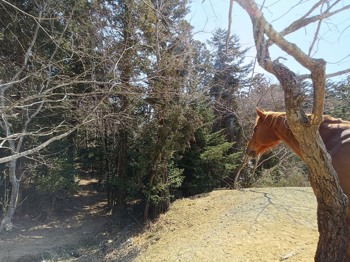 厩舎みちくさ 南相馬市小高区 tweet media