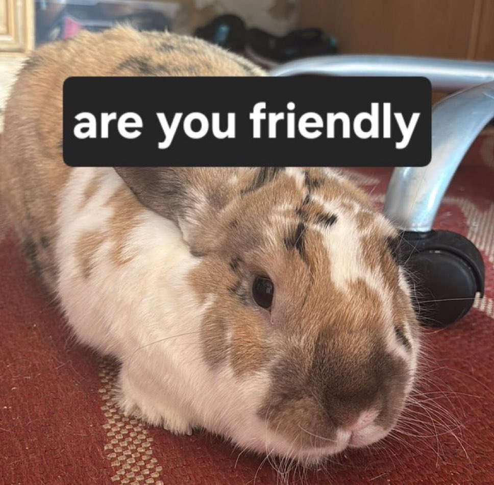 robyn 👱🏻‍♀️& paddy 🐰 tweet media