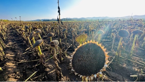 tyler Hamilton tweet media