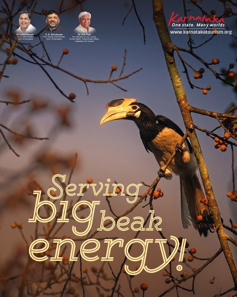 KarnatakaWorld's tweet image. Hornbill Birds, Karwar (D).

The kind of sighting you don't scroll past.

ಕಾಡಿನ ಹಸಿರ ನಡುವೆ ಬಣ್ಣ ಬಣ್ಣದ ಚಿತ್ತಾರ, ಹಾರ್ನ್‌ಬಿಲ್ ಎಂದರೆ ಕೇವಲ ಹಕ್ಕಿಯಲ್ಲ, ಅದು ಪ್ರಕೃತಿಯ ಅದ್ಭುತವಾದ ಸುಂದರ ಕವಿತೆ.

#Ecology #KarnatakaTourism #Culture #ExploreKarnataka #Ecosystem #Birds #WesternGhats #NatureLover