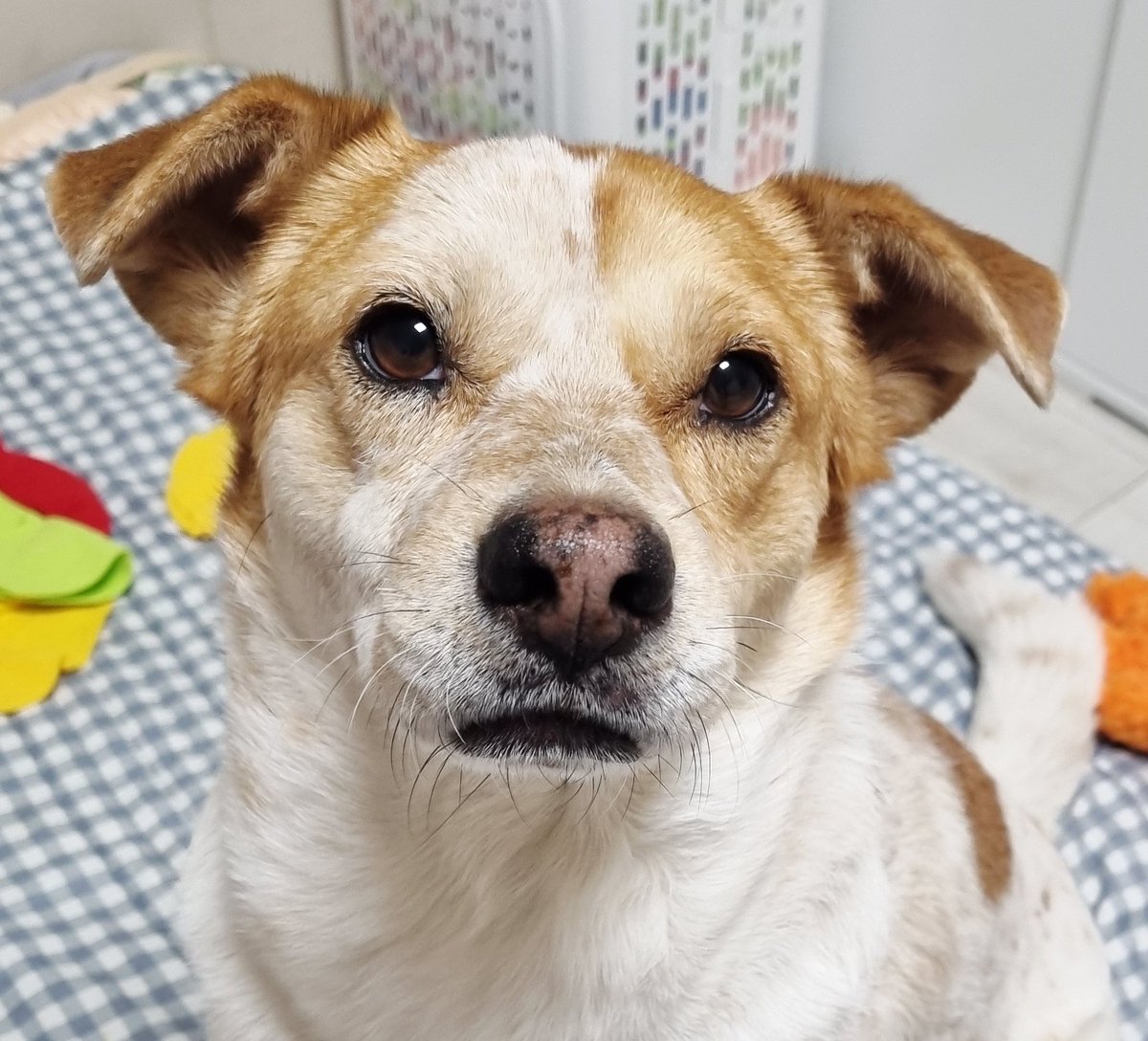 가족찾는마일로🐶 tweet media