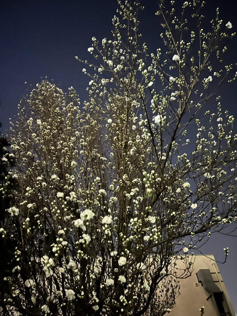 紺野光広 tweet media