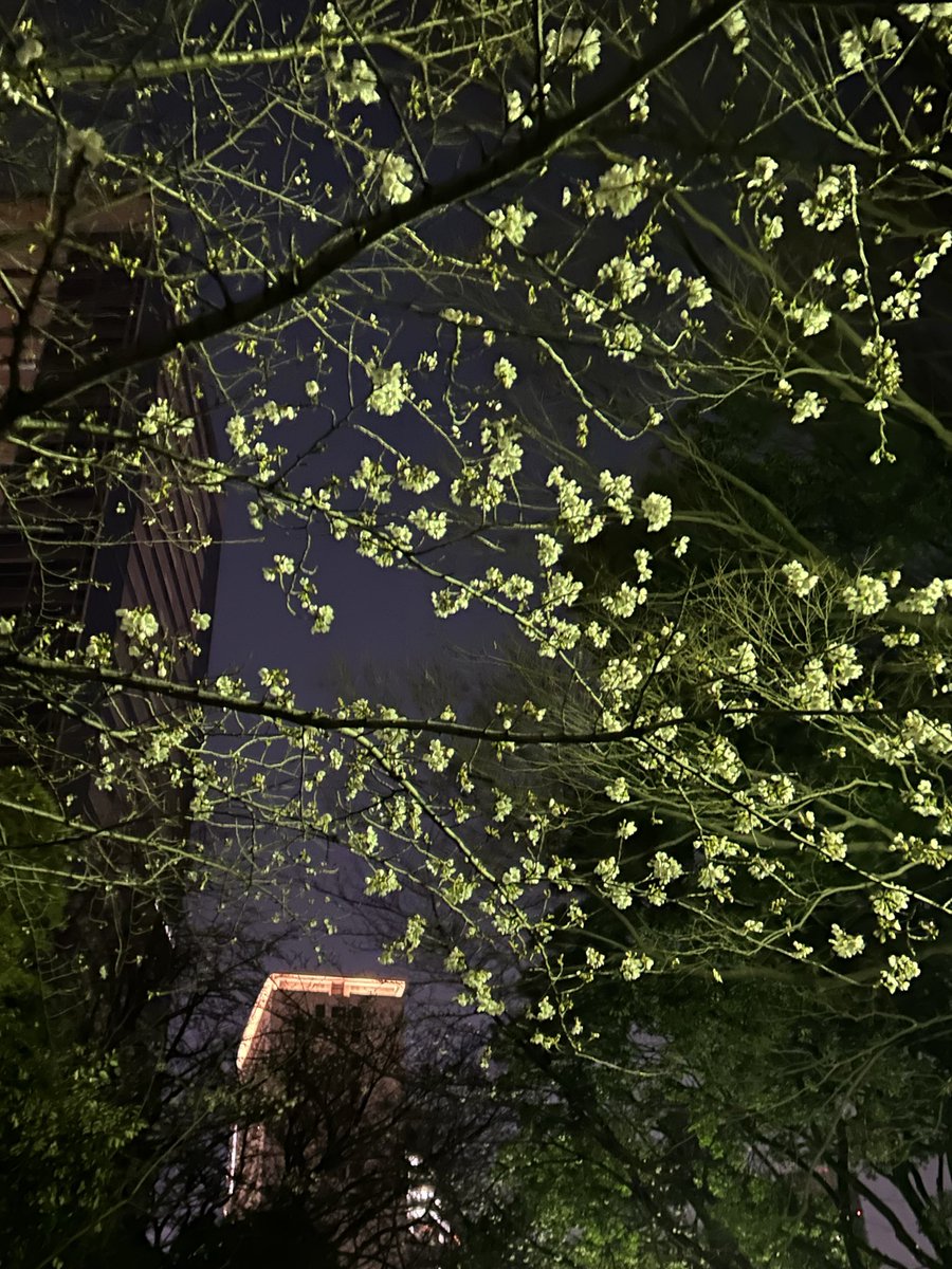 紺野光広 tweet media