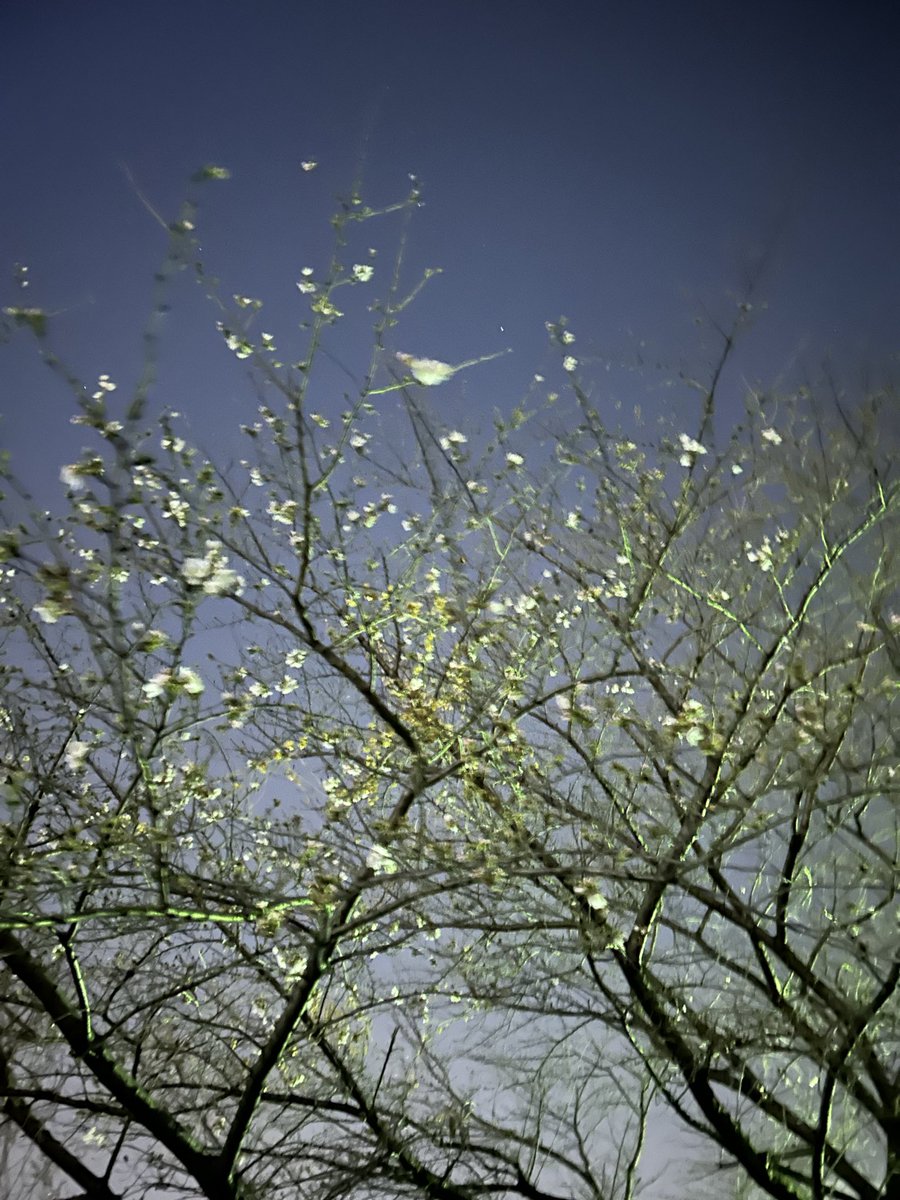 紺野光広 tweet media