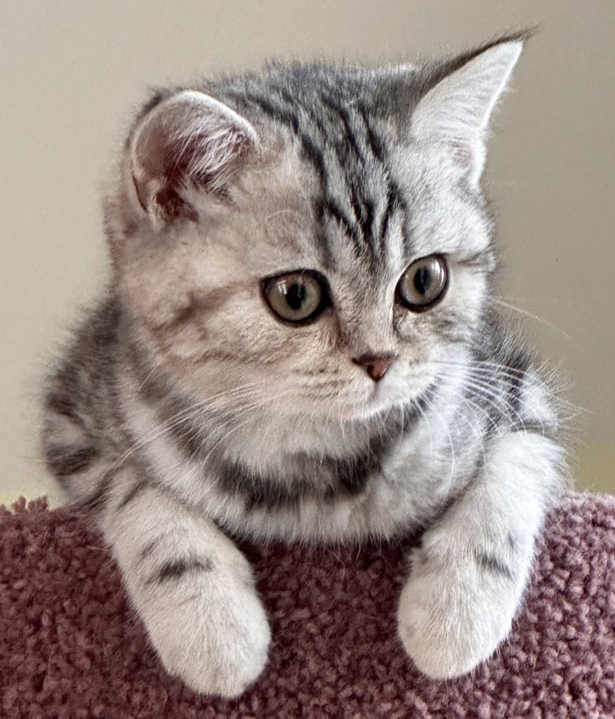 Jean Marchetti tweet media