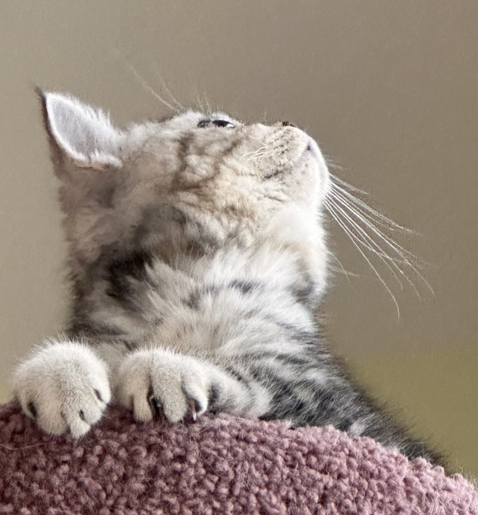 Jean Marchetti tweet media