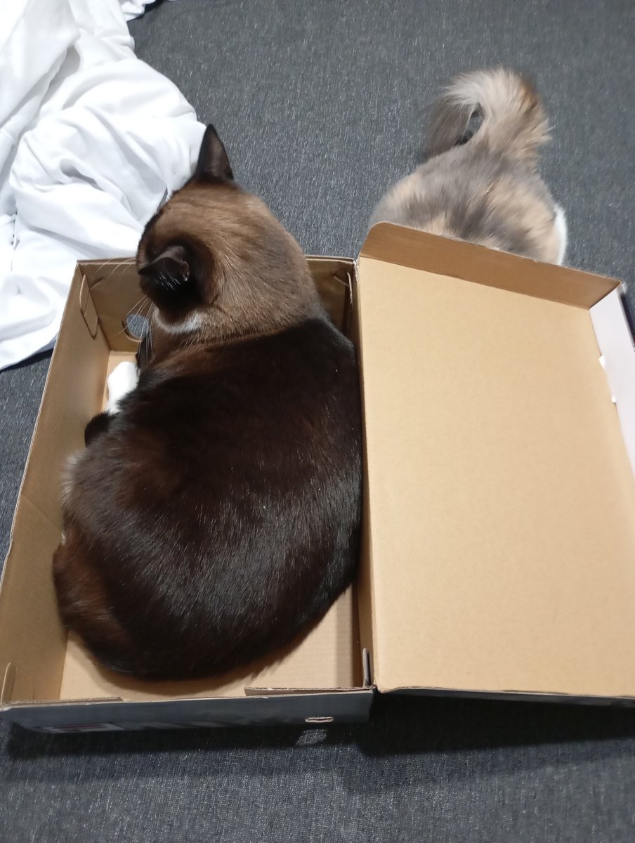 Mila Grifon tweet media