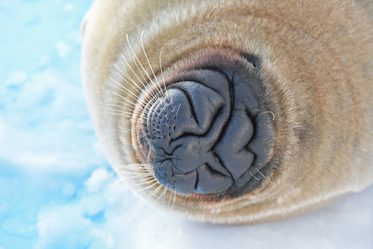 かわ@1228 tweet media