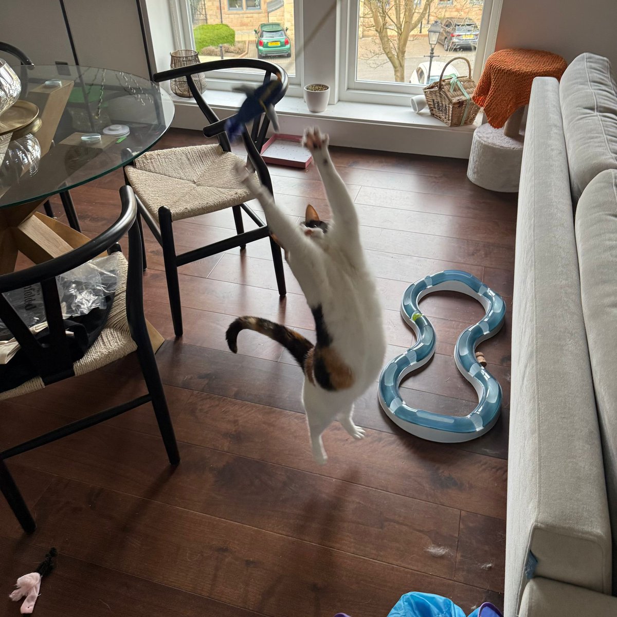 Holly, pawfessionally known as Nurse Holly🫛💚🐾 tweet media