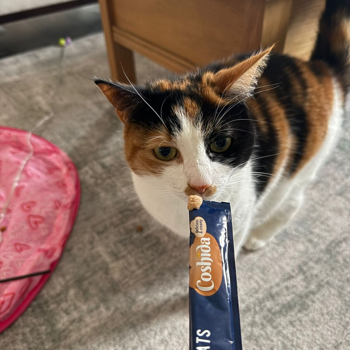 Holly, pawfessionally known as Nurse Holly🫛💚🐾 tweet media