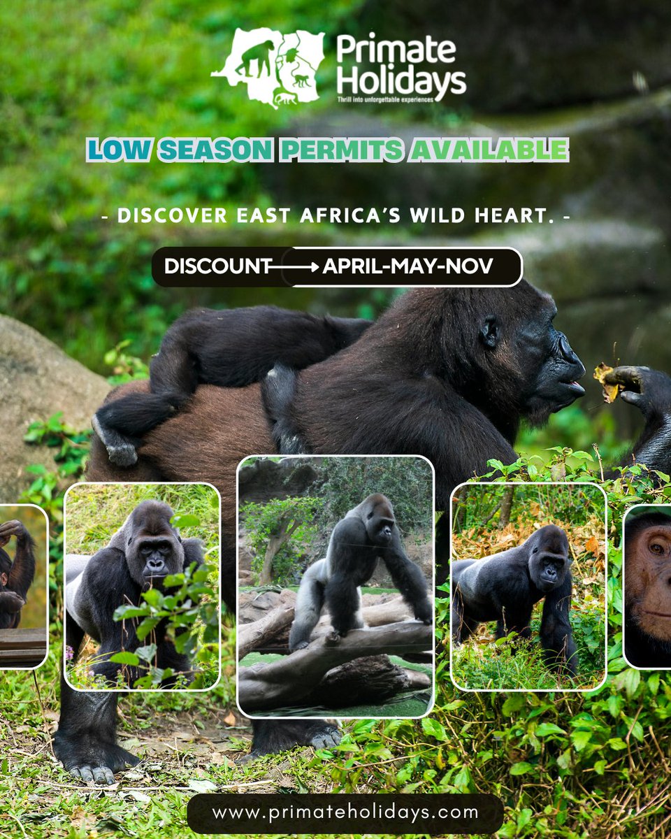 PrimateHolidays's tweet photo. Low season alert! 🌿
Gorilla trekking permits in Uganda drop to $600 &amp; chimp tracking in Kibale to $200 this April-May-Nov. Plan your primate adventure now!🦍
#GorillaTrekking #UgandaSafari #EastAfricaTravel #LowSeasonPermits https://t.co/LrdG7gDtGP