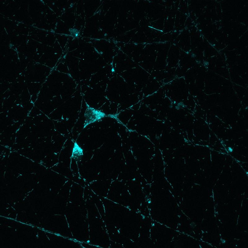 Proteintech Group tweet media