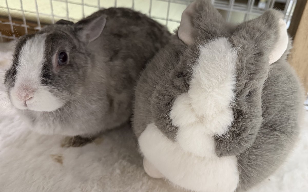 𝕞𝕠𝕞𝕠🍑𝕡𝕚𝕤 tweet media