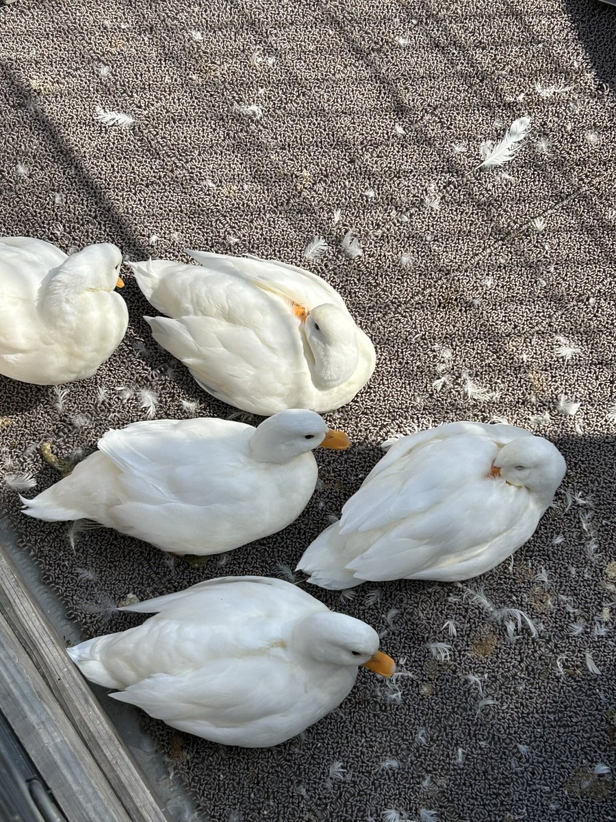 シンディー tweet media