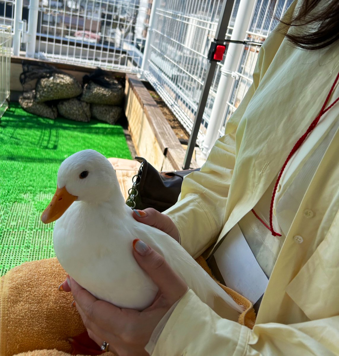 シンディー tweet media