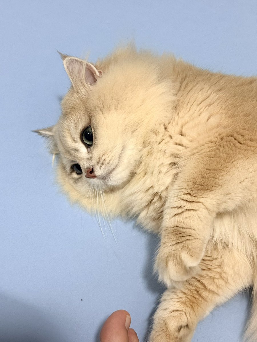 克里斯叮咚 tweet media