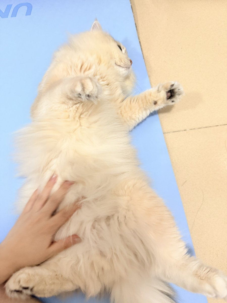 克里斯叮咚 tweet media