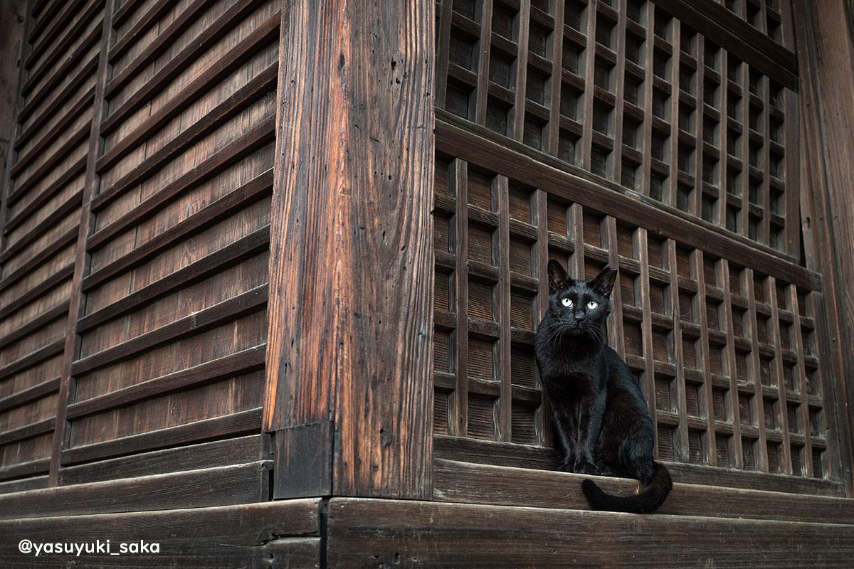 yasuyuki_saka's tweet photo. ねこ。 #猫 #ねこ #cat #猫写真 https://t.co/qlxpXVJgSR