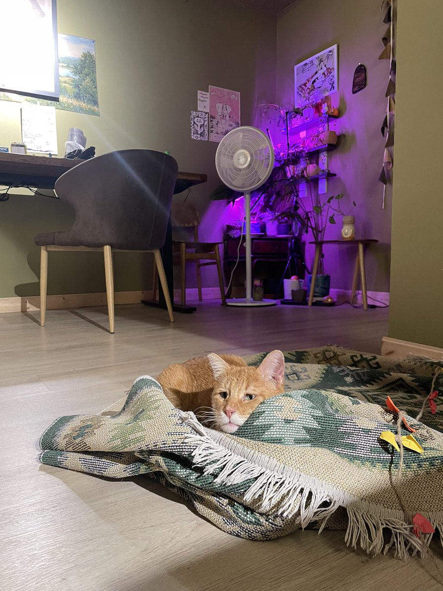 девчонка за рулём tweet media