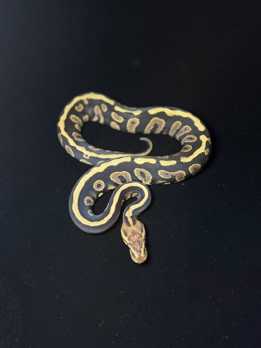 DAVINCI REPTILES：たいが😜 tweet media