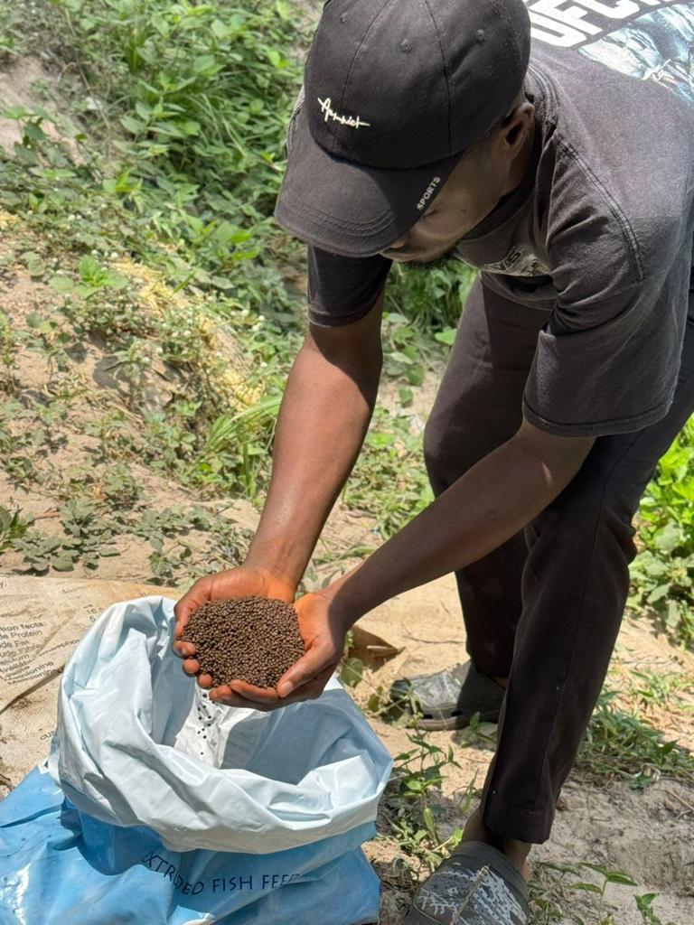 Stephendemuren's tweet image. 📌Quality feed
📌Good water management
📌Good feeding pattern(regular and consistent timing of feeding) 
📌Good feeding practice(quantity of feed)

All of these factors are what helps fast growth and reduces the rate of cannibalism in Catfish.

#catfishbusiness
#healthyfeeding