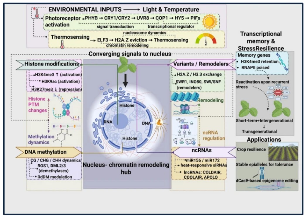Plant Cell Reports tweet media