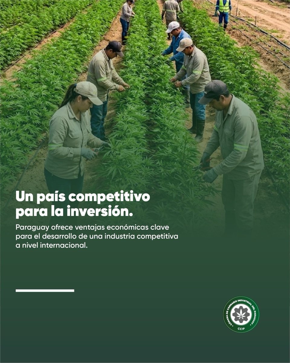 Cámara de Cannabis Industrial del Paraguay tweet media