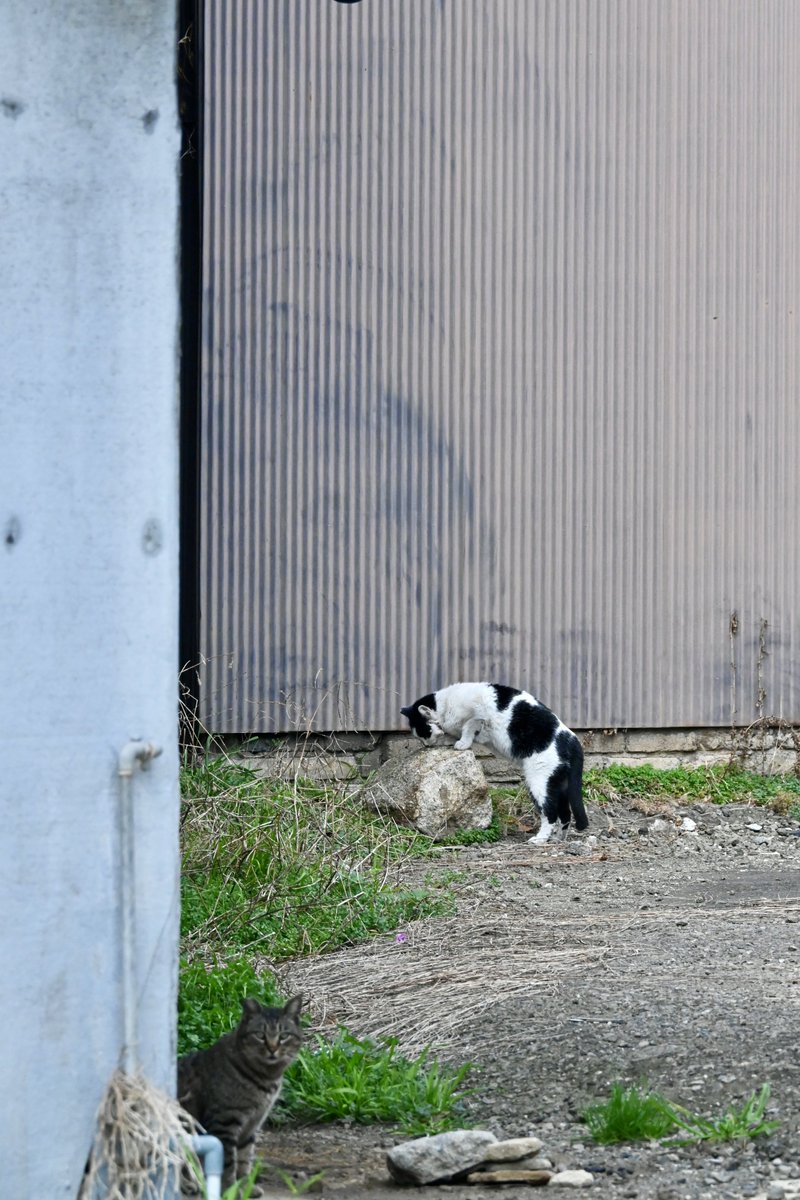 羽鳥写真館 tweet media