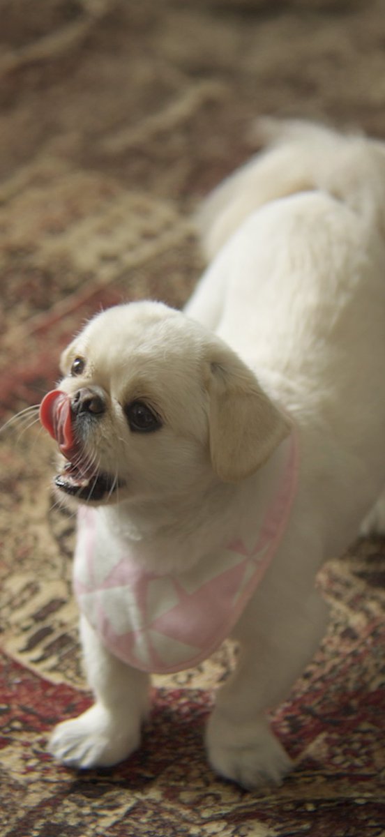 「犬も歩けば」 犬と人の人情ドラマ tweet media