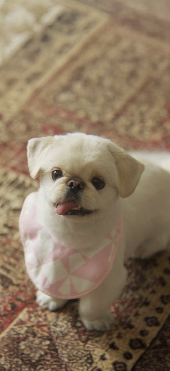 「犬も歩けば」 犬と人の人情ドラマ tweet media