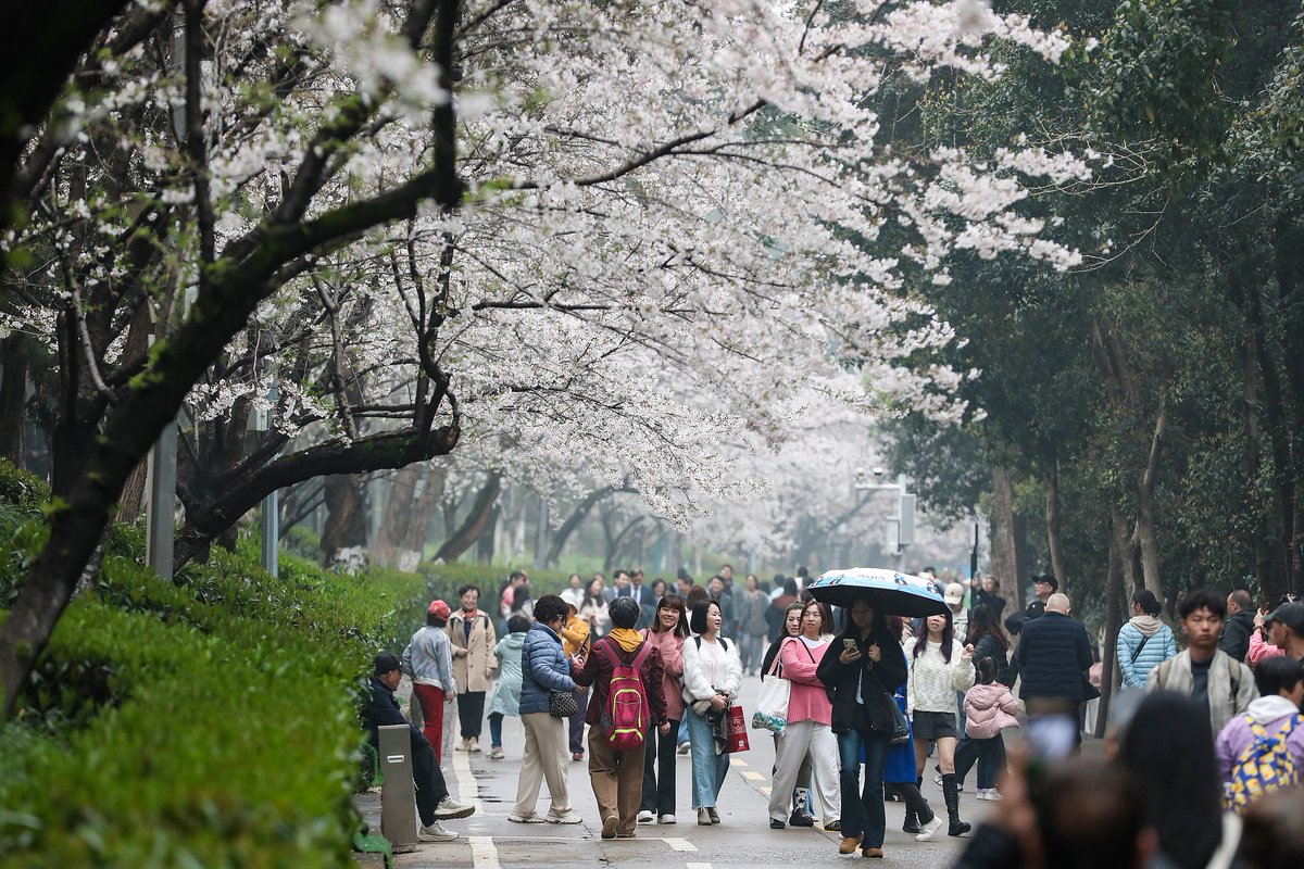 MeetOurWorld's tweet image. Cherry blossoms are now in full bloom at Wuhan University, known as one of the best cherry blossom viewing spots in China. 
Campus pathways are lined by thousands of cherry trees, with  falling petals creating a scene straight from a  fairytale. #WuhanUniversity #CherryBlossoms