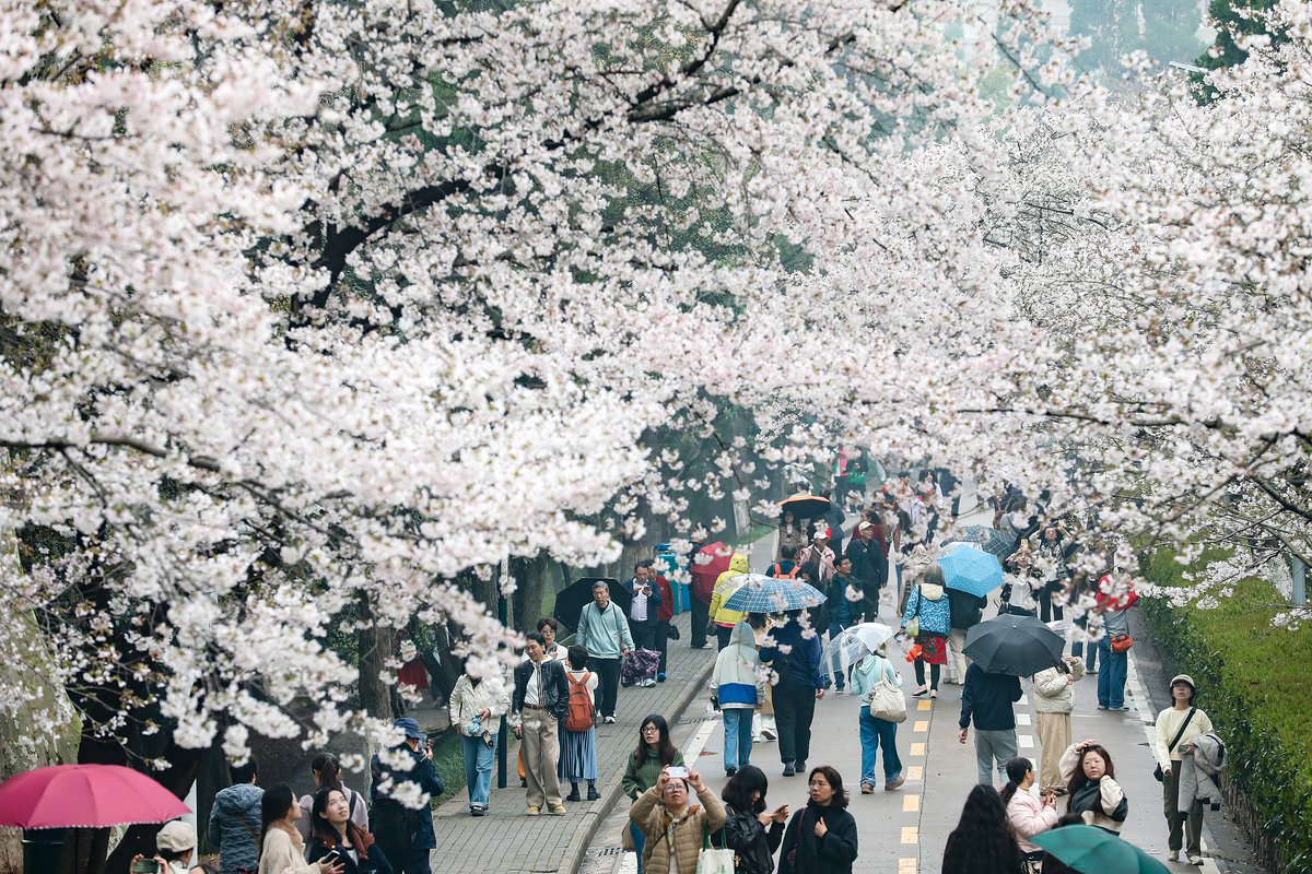 MeetOurWorld's tweet image. Cherry blossoms are now in full bloom at Wuhan University, known as one of the best cherry blossom viewing spots in China. 
Campus pathways are lined by thousands of cherry trees, with  falling petals creating a scene straight from a  fairytale. #WuhanUniversity #CherryBlossoms
