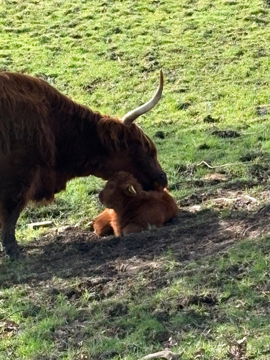 Friends of Pollok Country Park tweet media