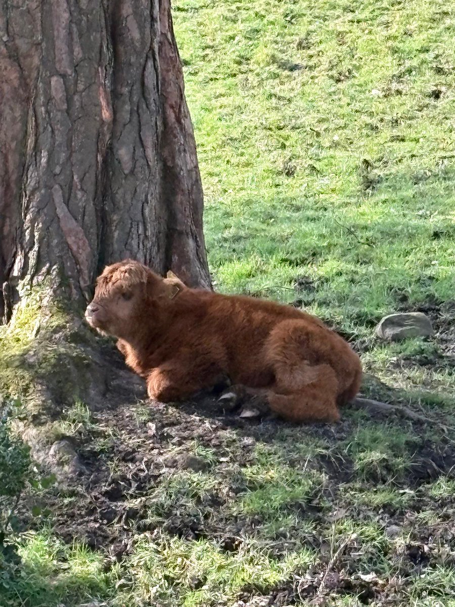 Friends of Pollok Country Park tweet media