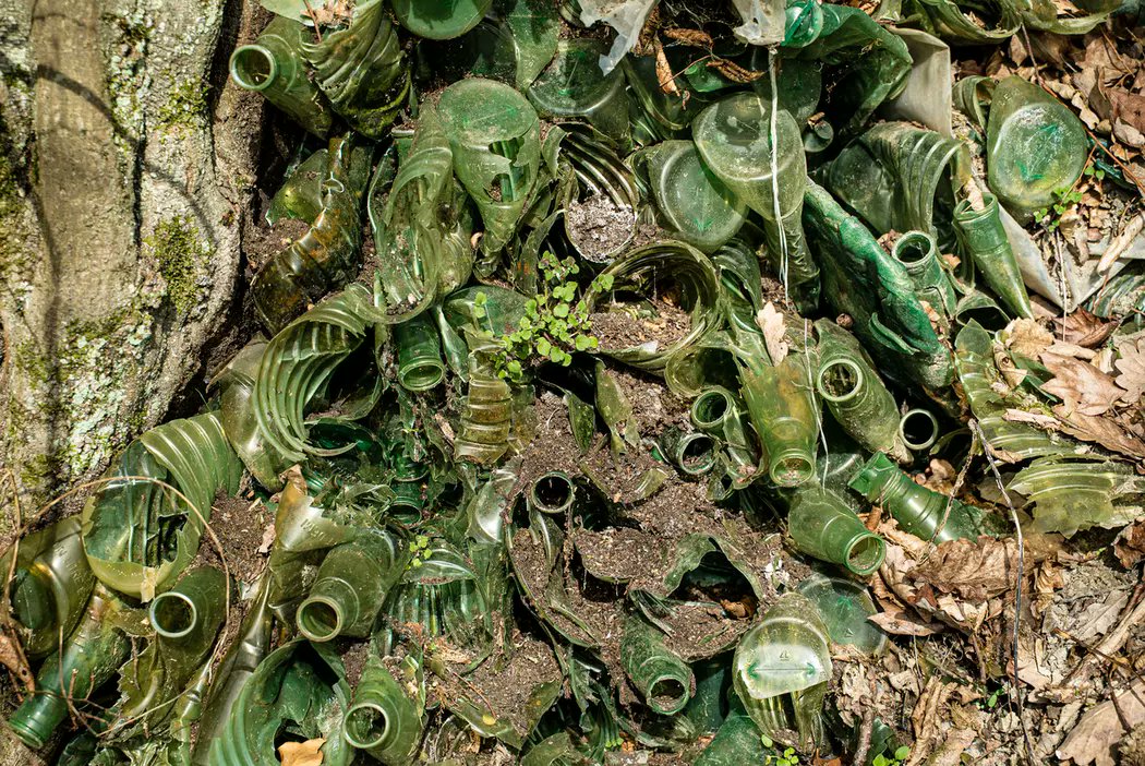 PBE 🦔🌳🐤🐾 tweet media