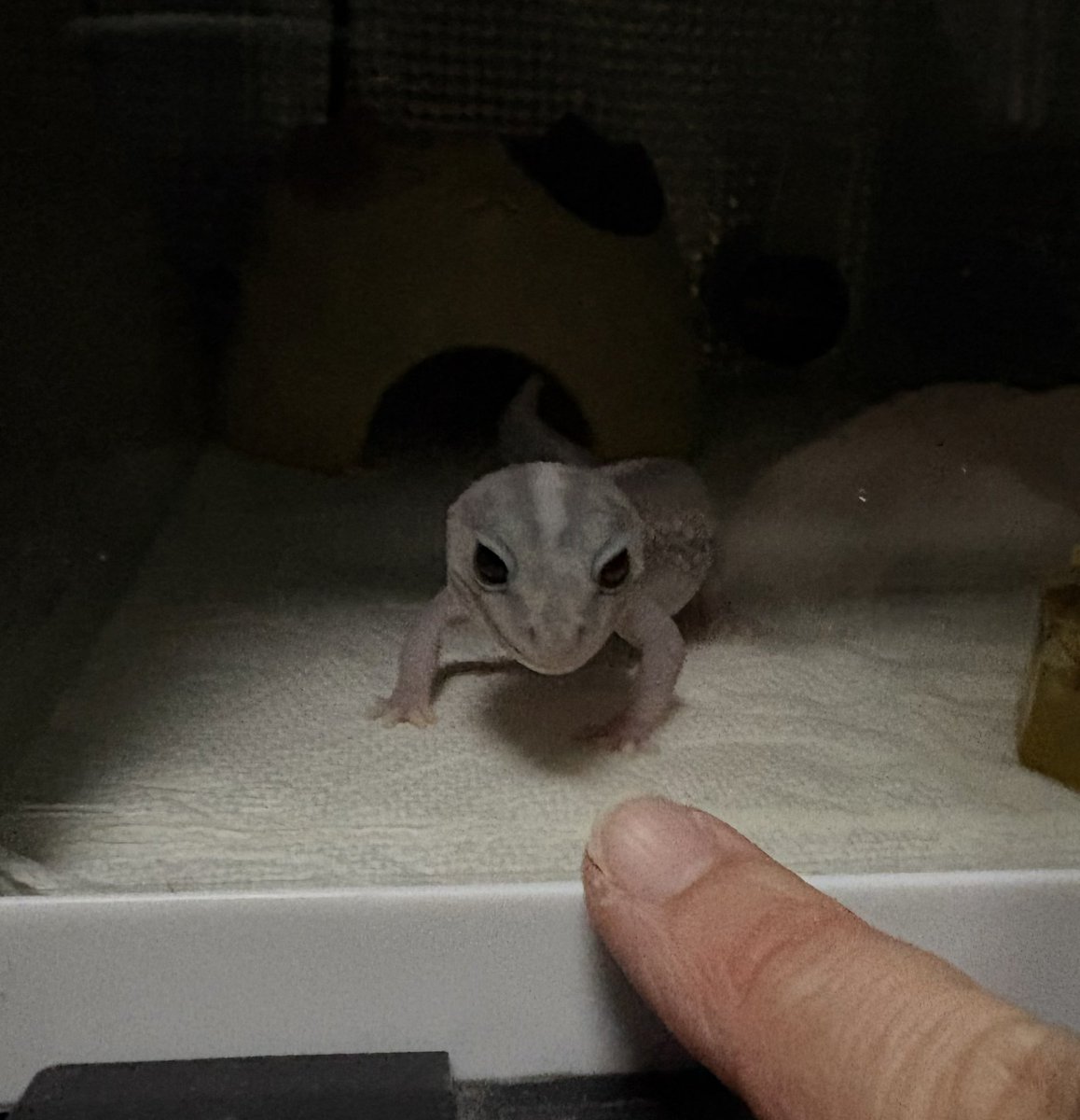 まぐろisけちゃっぴ tweet media