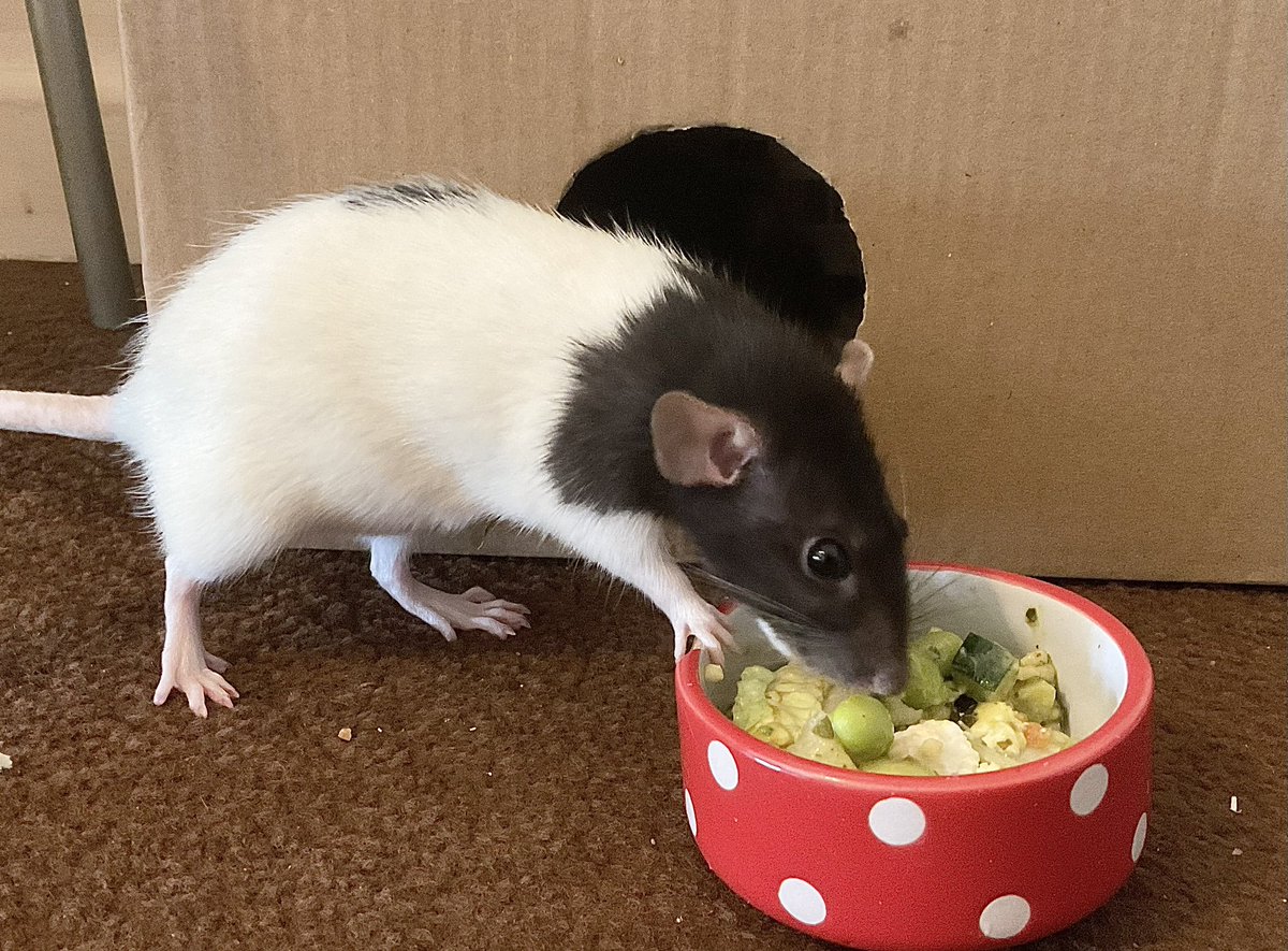 Liz🐁🐁🏴󠁧󠁢󠁷󠁬󠁳󠁿 tweet media