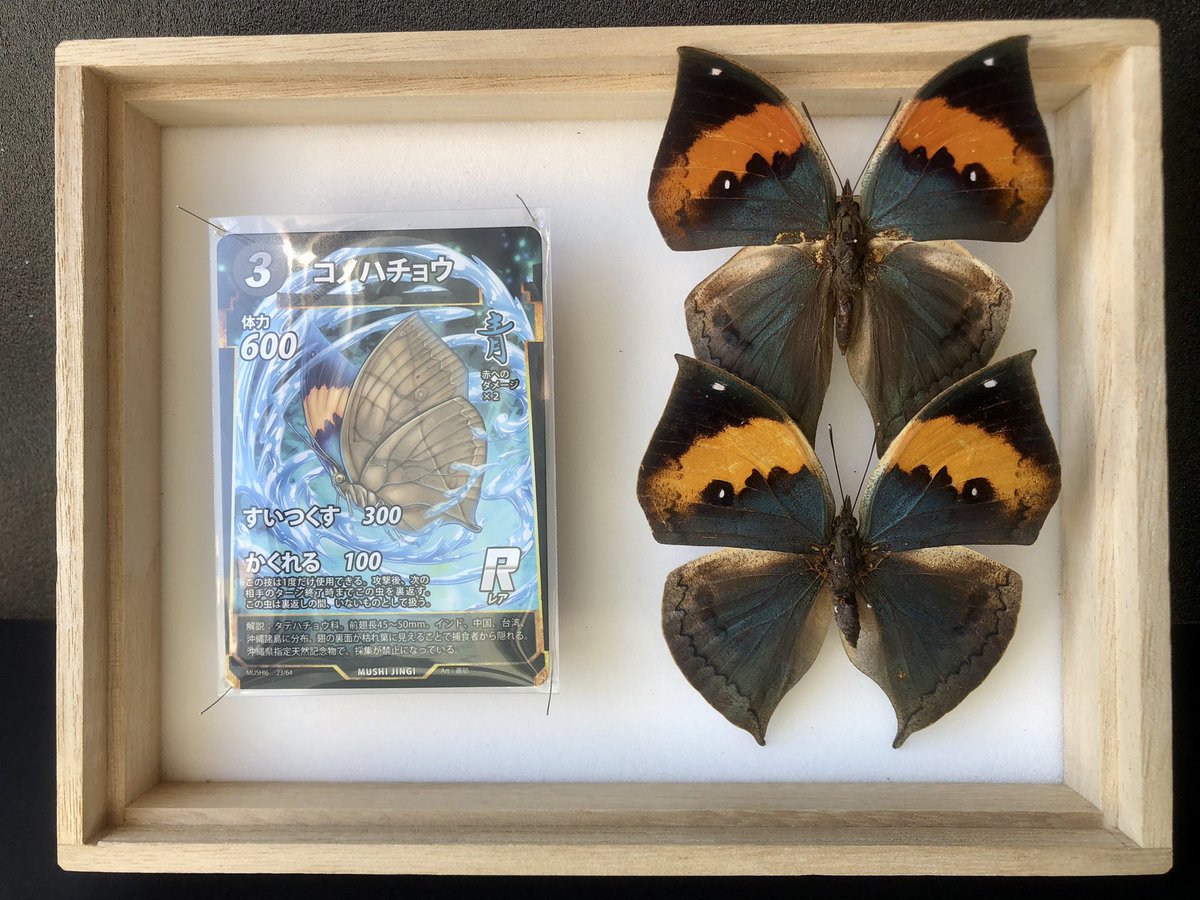 ジェロニモ🍚 tweet media