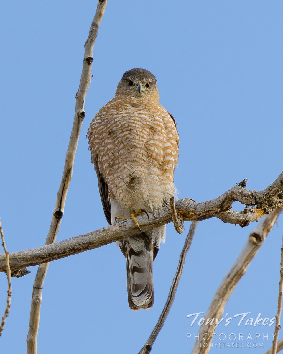 Tony's Takes tweet media