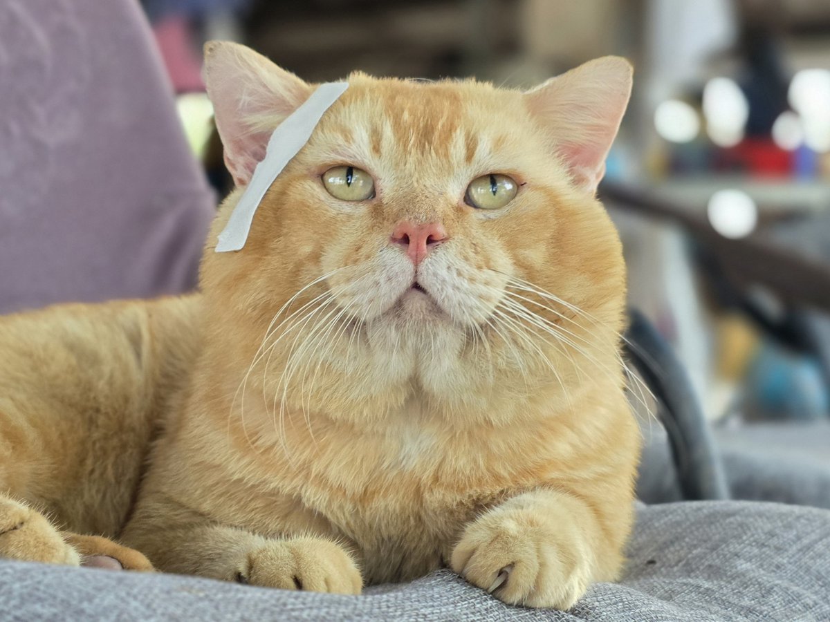 แมวทองมี กวีพเนจร tweet media