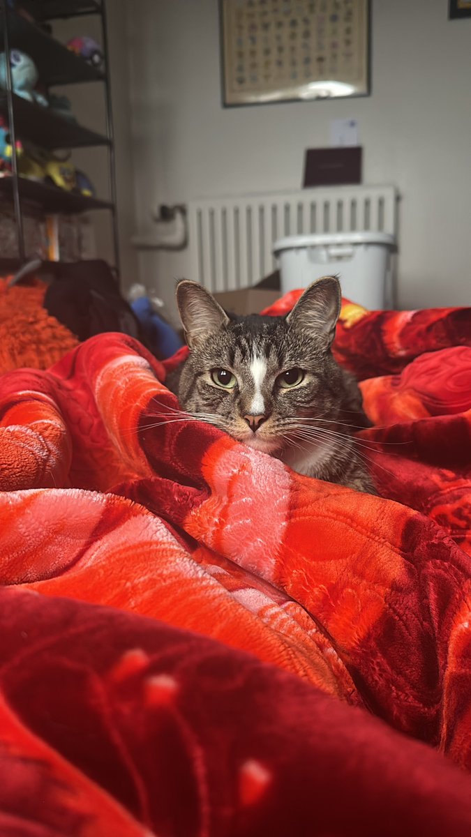 BruceDaWorst tweet media