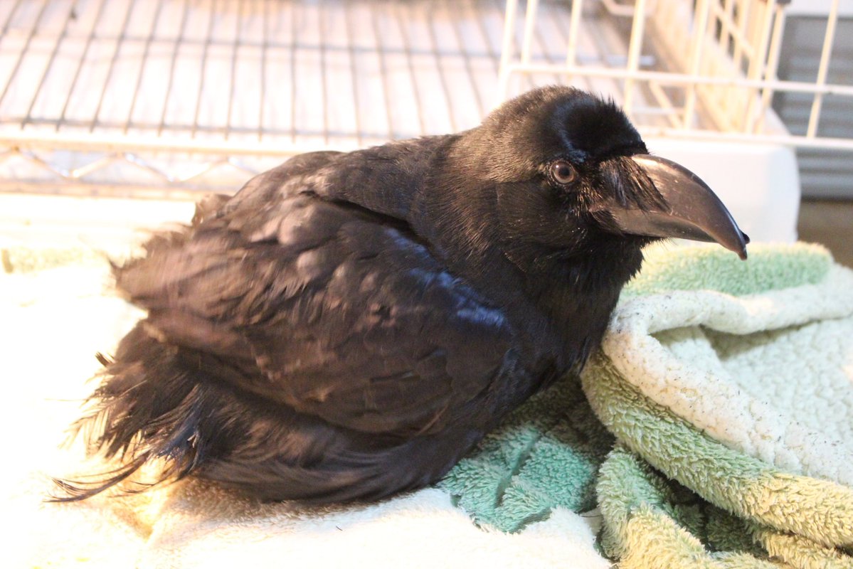 せのお tweet media