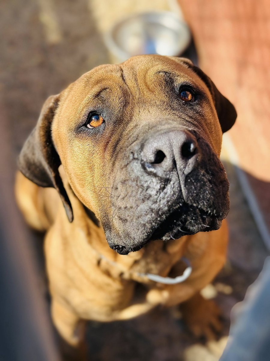 Robwalka Wolf tweet media